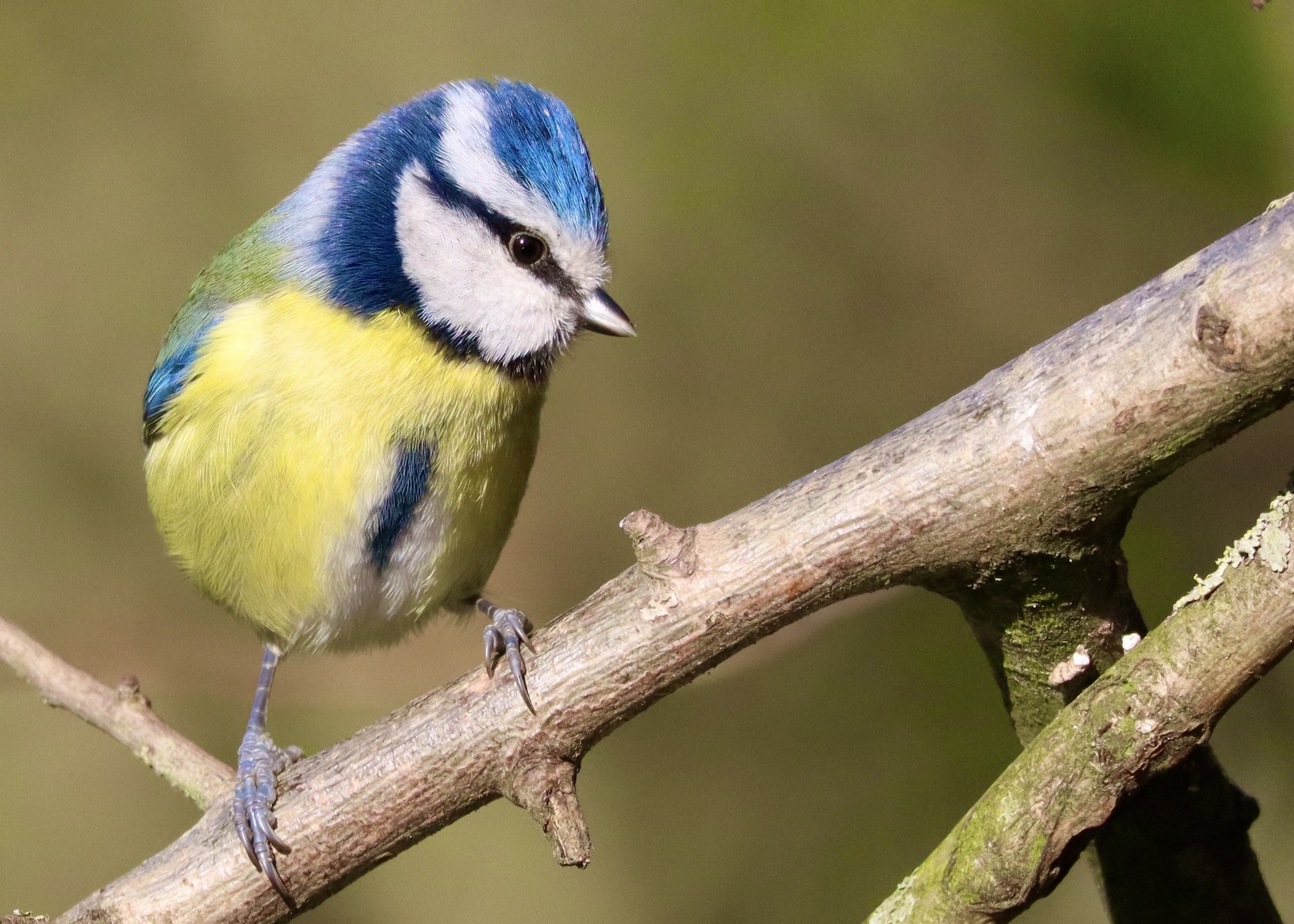 Birds of Hednesford Hills